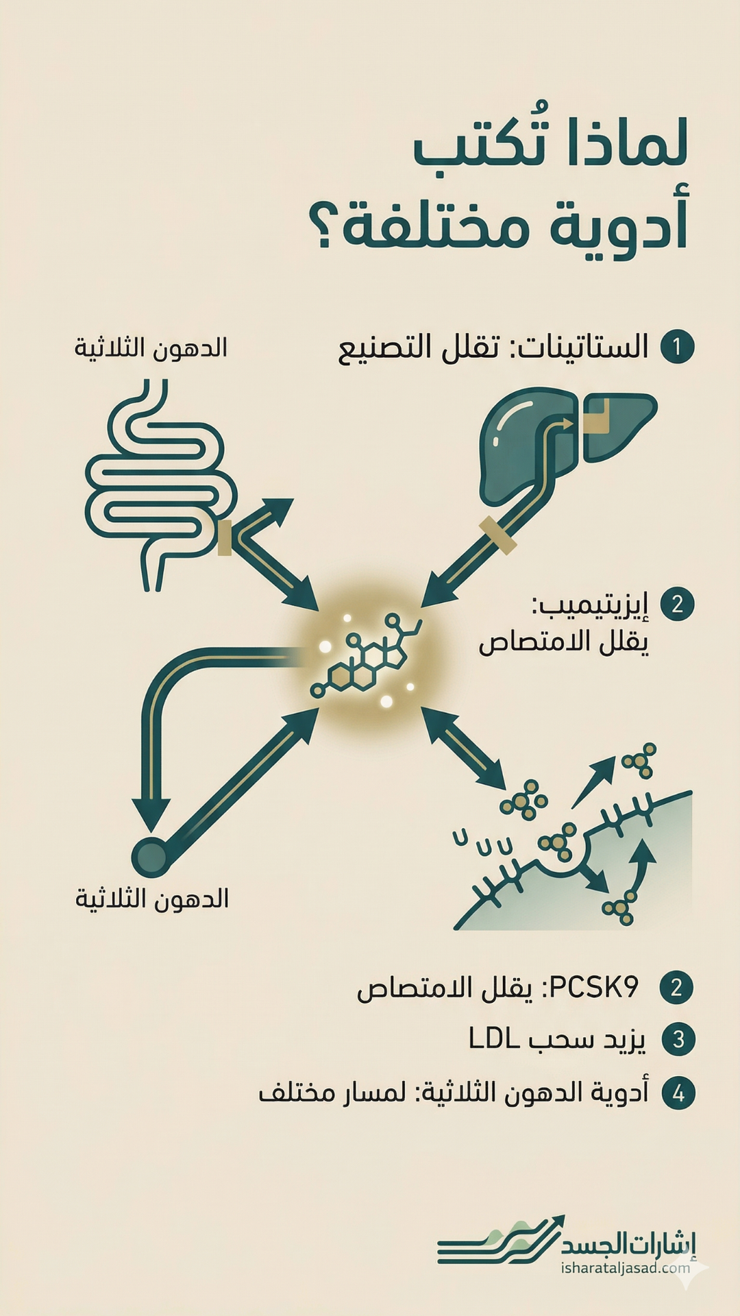 أسباب ارتفاع الكوليسترول — الشريحة 8