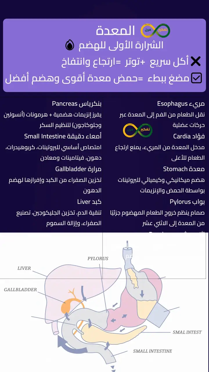 الشريحة 3 من 12: صحتك تبدأ من جهازك الهضمي