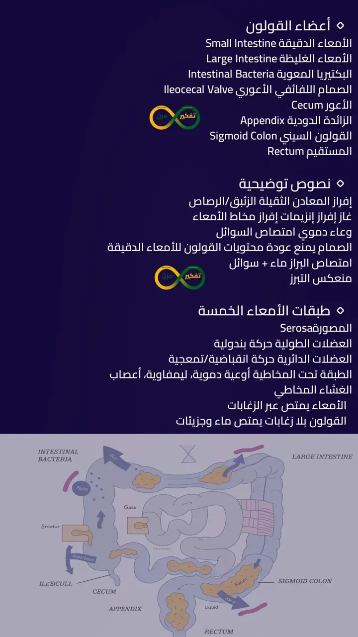 الشريحة 6 من 12: صحتك تبدأ من جهازك الهضمي
