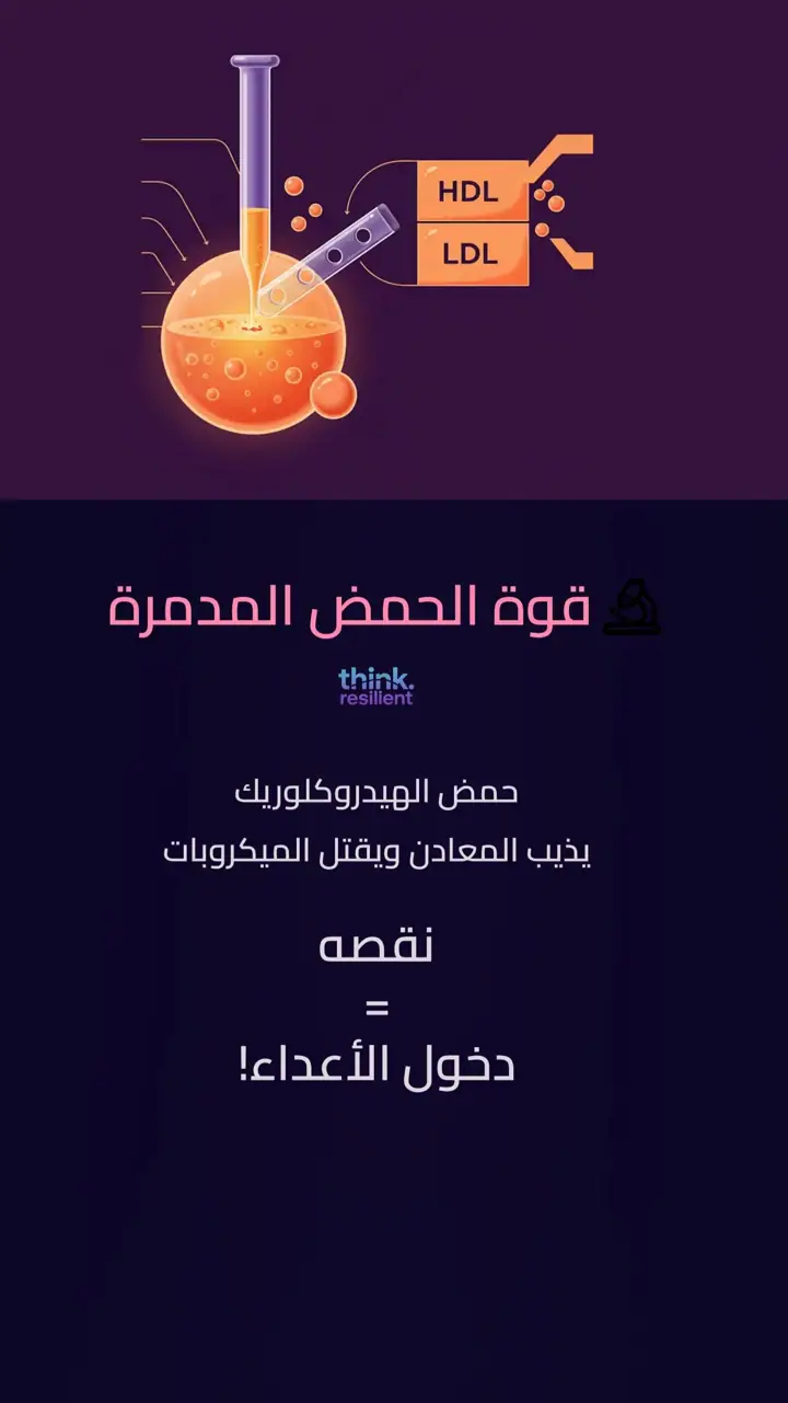 الشريحة 2 من 12: المعدة: بوابة الصحة والمناعة