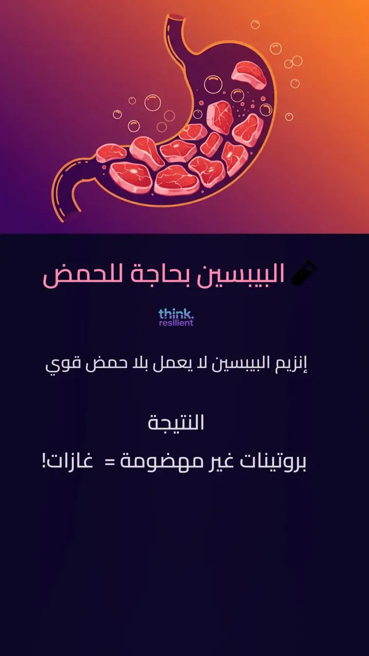 الشريحة 4 من 12: المعدة: بوابة الصحة والمناعة