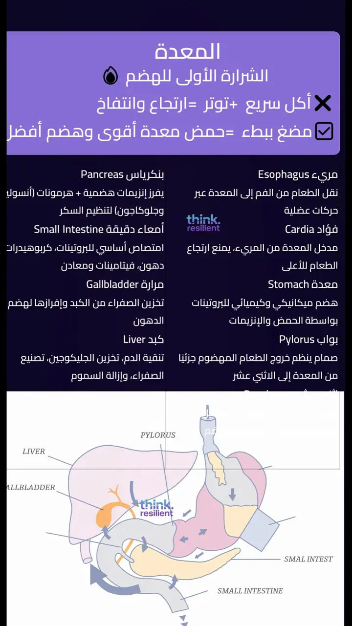 الشريحة 10 من 12: المعدة: بوابة الصحة والمناعة