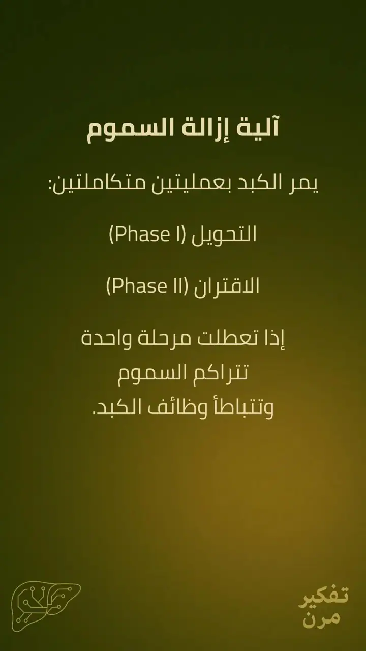 الشريحة 7 من 15: الكبد – الصمود
