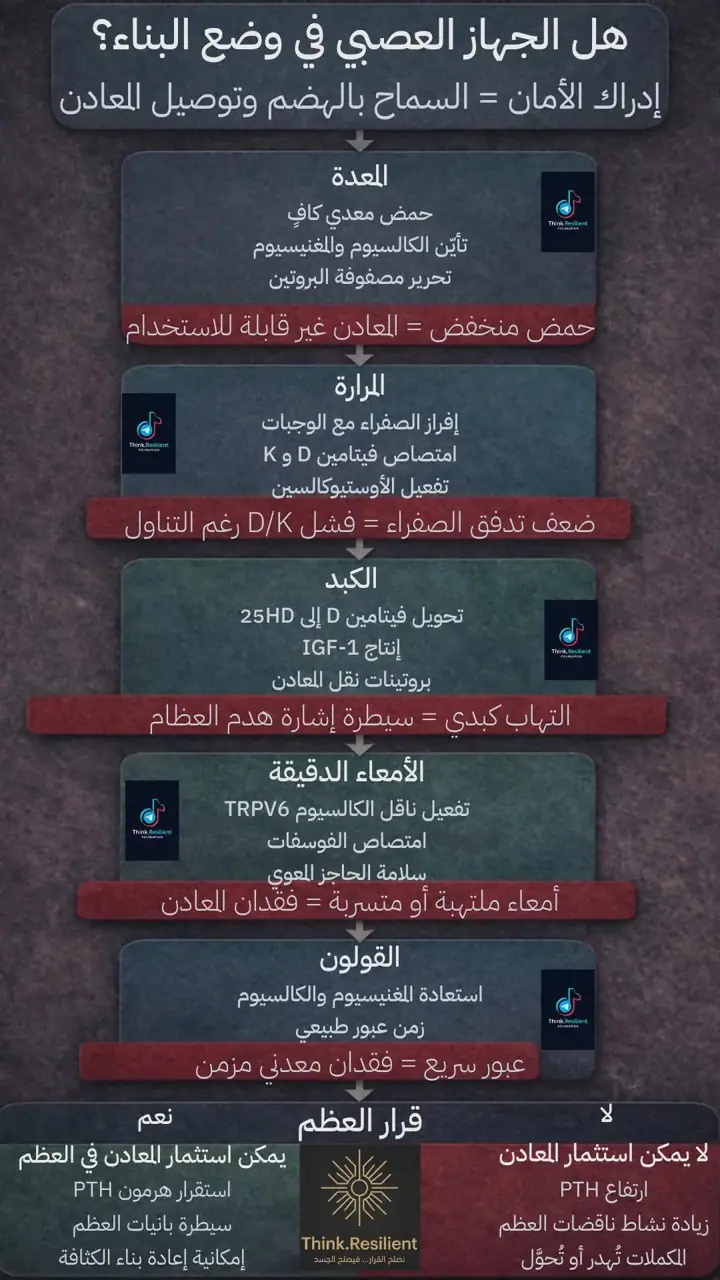 الشريحة 1 من 1: عملية الهضم لصحة العظام