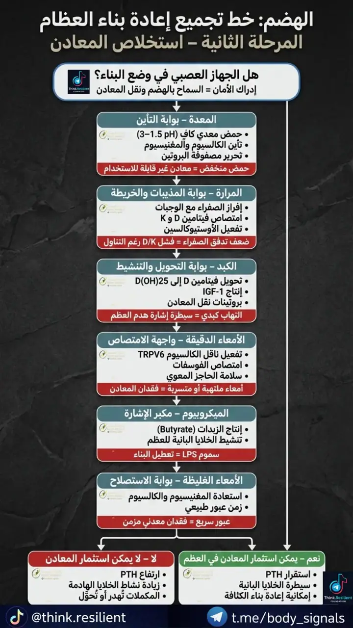 الشريحة 1 من 1: الهضم: خط تجميع إعادة بناء العظام