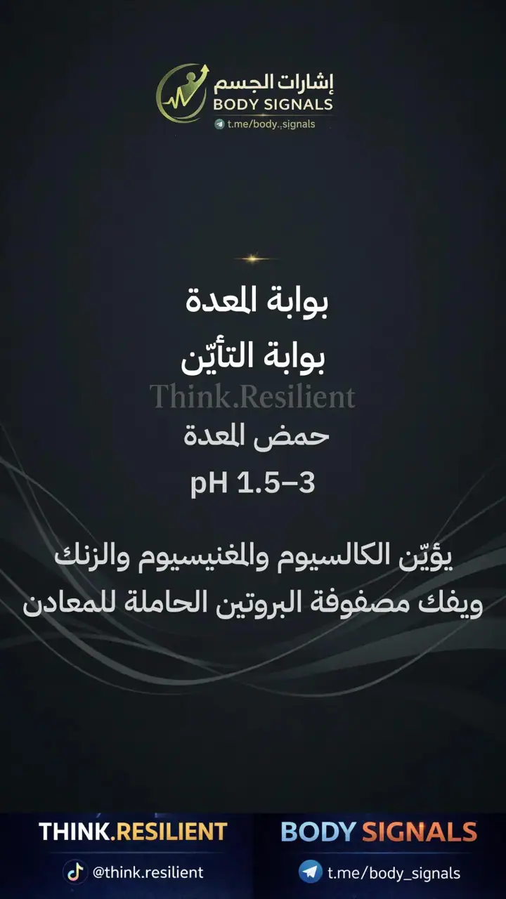 الشريحة 4 من 23: عملية الهضم لصحة العظام