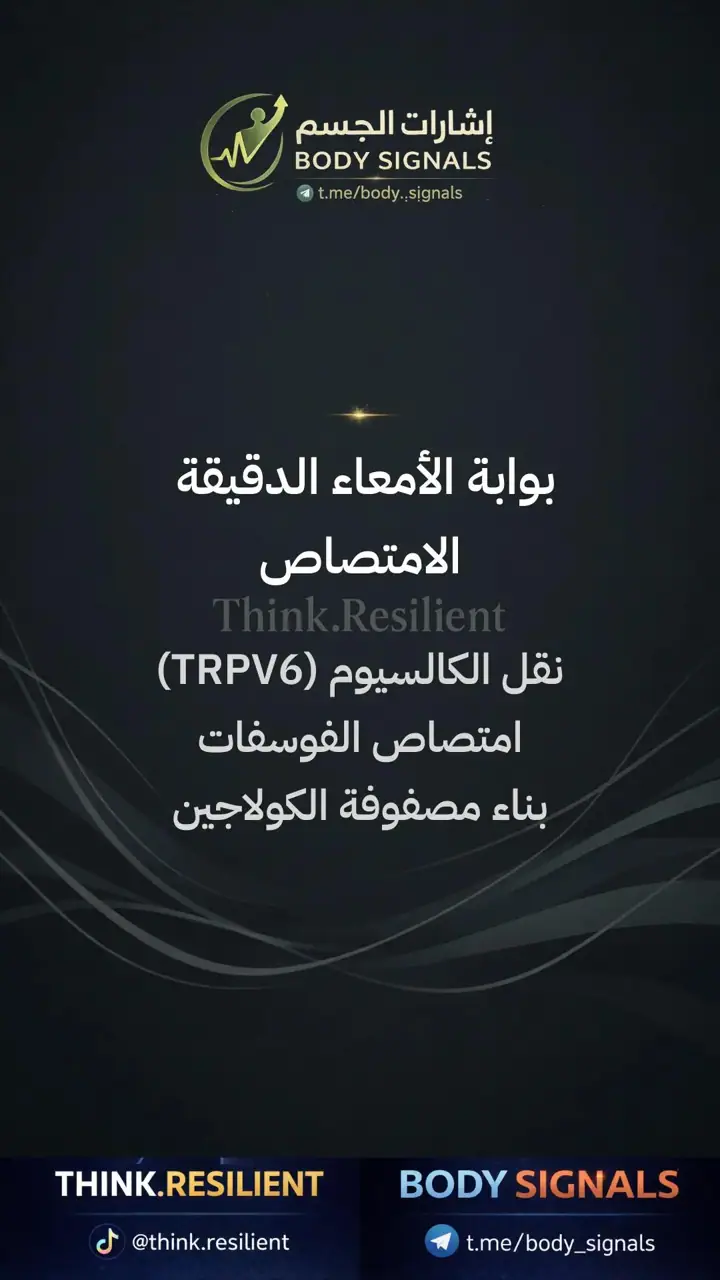 الشريحة 13 من 23: عملية الهضم لصحة العظام