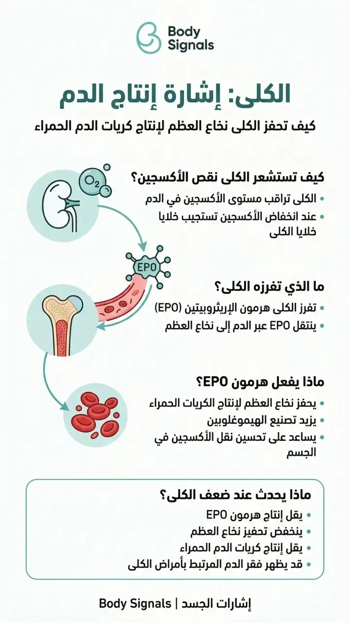 الشريحة 5 من 8: 9- فقر الدم-خريطة مفاهيمية