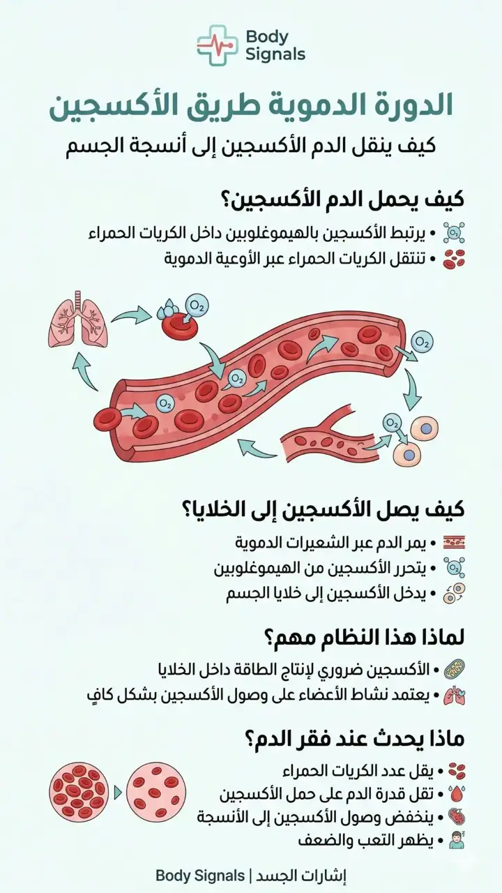 الشريحة 7 من 8: 9- فقر الدم-خريطة مفاهيمية