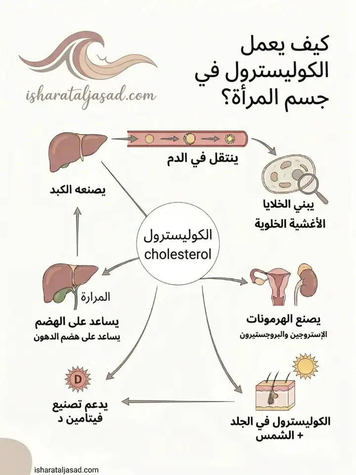 الشريحة 1 من 1: الكوليسترول ليس عدوًا كما يُصوَّر دائمًا