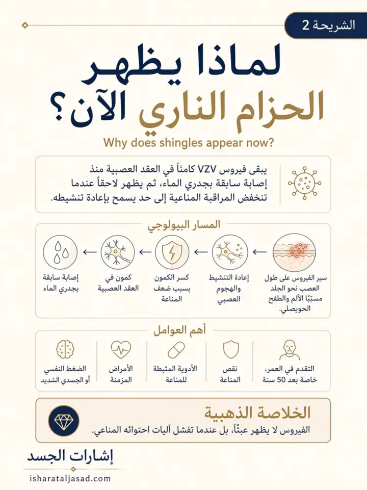 الشريحة 2 من 8: الحزام الناري ليس مجرد طفح جلدي