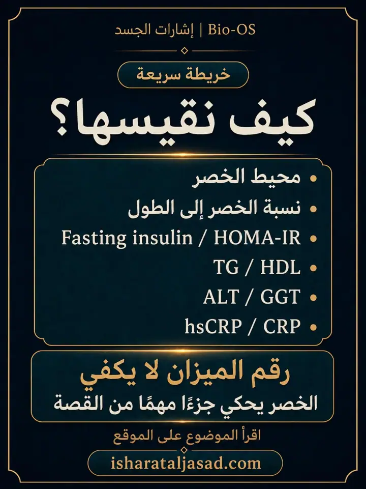 الشريحة 4 من 5: الدهون الحشوية ليست مجرد “كرش” أو رقم على الميزان