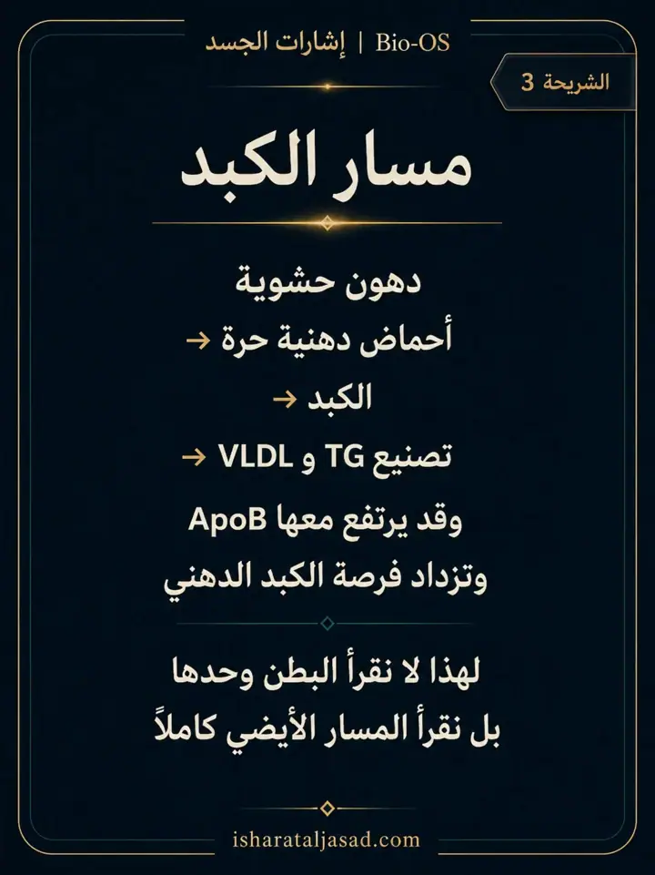 الشريحة 3 من 10: الدهون الحشوية ليست مجرد “كرش” أو رقم على الميزان