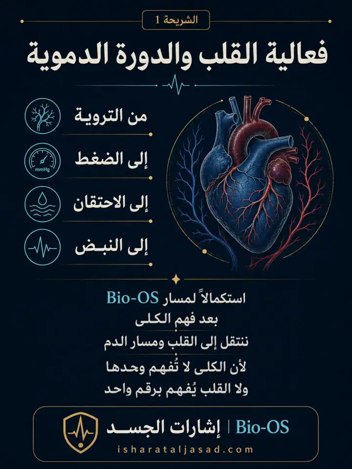 الشريحة 1 من 24: فعالية القلب والدورة الدموية