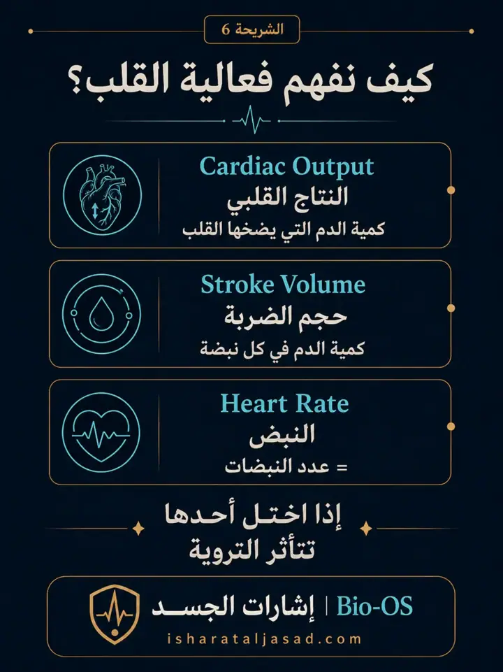 الشريحة 6 من 24: فعالية القلب والدورة الدموية