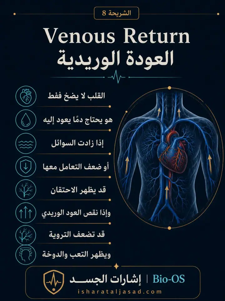 الشريحة 8 من 24: فعالية القلب والدورة الدموية