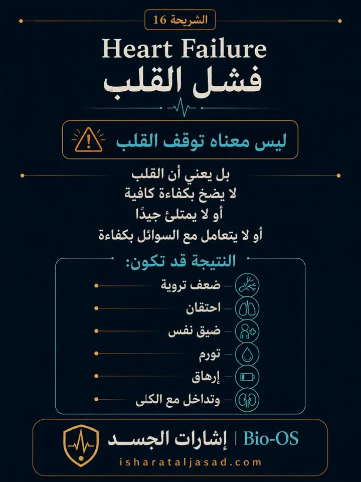 الشريحة 16 من 24: فعالية القلب والدورة الدموية