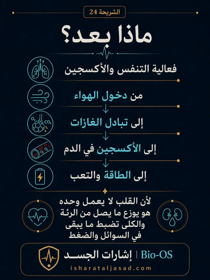 الشريحة 24 من 24: فعالية القلب والدورة الدموية
