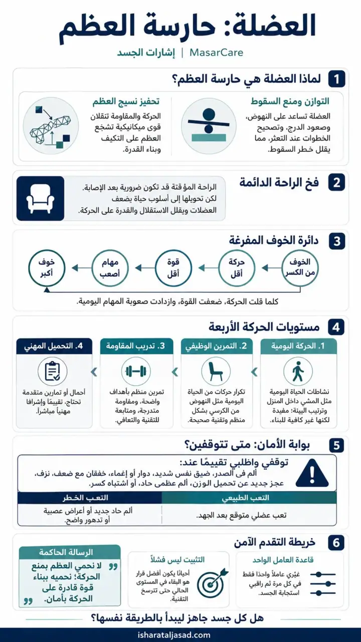 الشريحة 1 من 1: العضلة حارسة العظم
